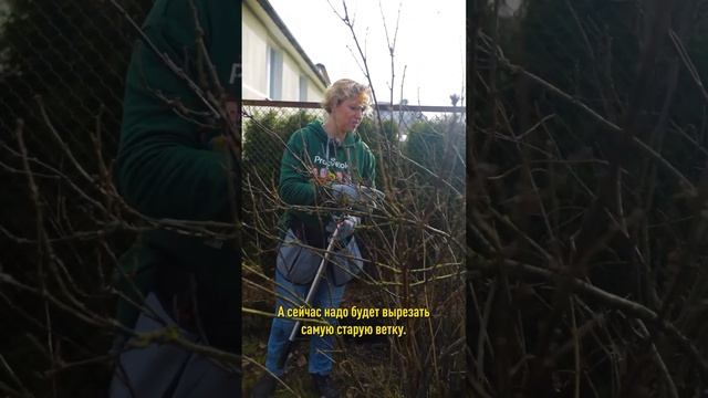 Даже старый куст смородины засыплет ягодами, если обрезать так! Как омолодить смородину смотреть онлайн