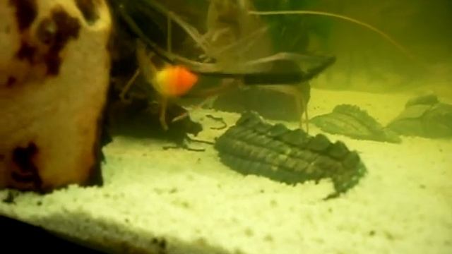 Macrobrachium rosenbergii смотреть онлайн