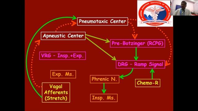 Regulation of Respiration - Dr. Vijayakumar смотреть онлайн