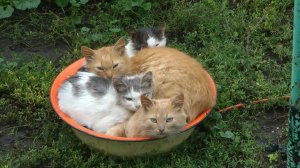 Мотоблок и лом-гаранты урожая.)Отчёт за 21 год Часть 2.