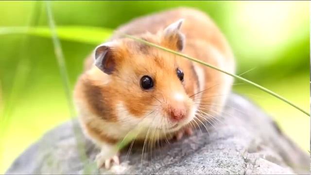 домашние животные для детей смотреть онлайн