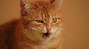 Почему кошки чихают?