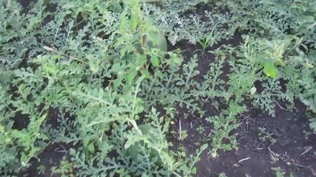 Арбузы и дыни на 18 августа. Зайцы любят дыньки. смотреть онлайн