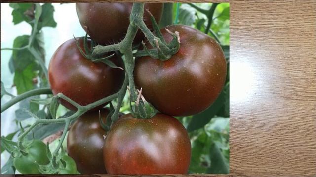 Сорта томатов и перца.Что впервые пробуем,что уже давно выращиваем. смотреть онлайн