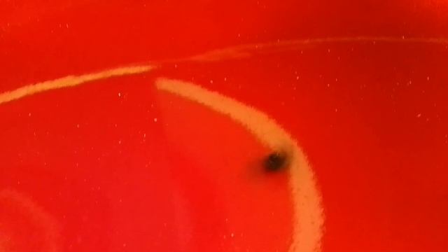 LA MOUCHE BREAK DANCE смотреть онлайн