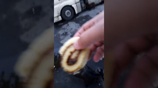 Рогатые собаки Байкала на стоянке смотреть онлайн