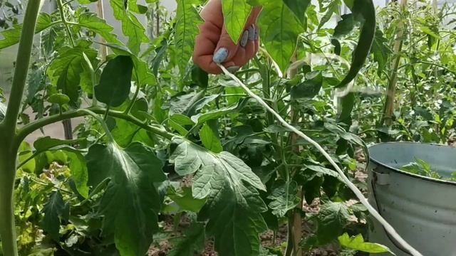 МОЙ СПОСОБ ФОРМИРОВАНИЯ И ПОДВЯЗКИ ТОМАТОВ 🍅 смотреть онлайн