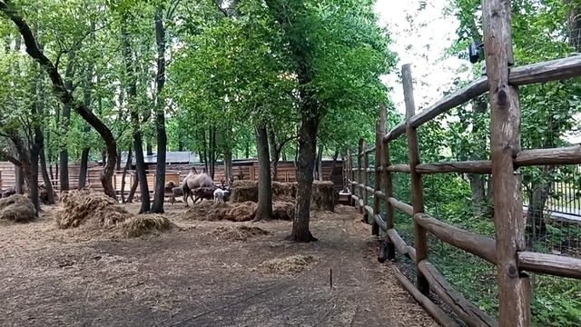 Прогулка верблюда с северными оленями. смотреть онлайн