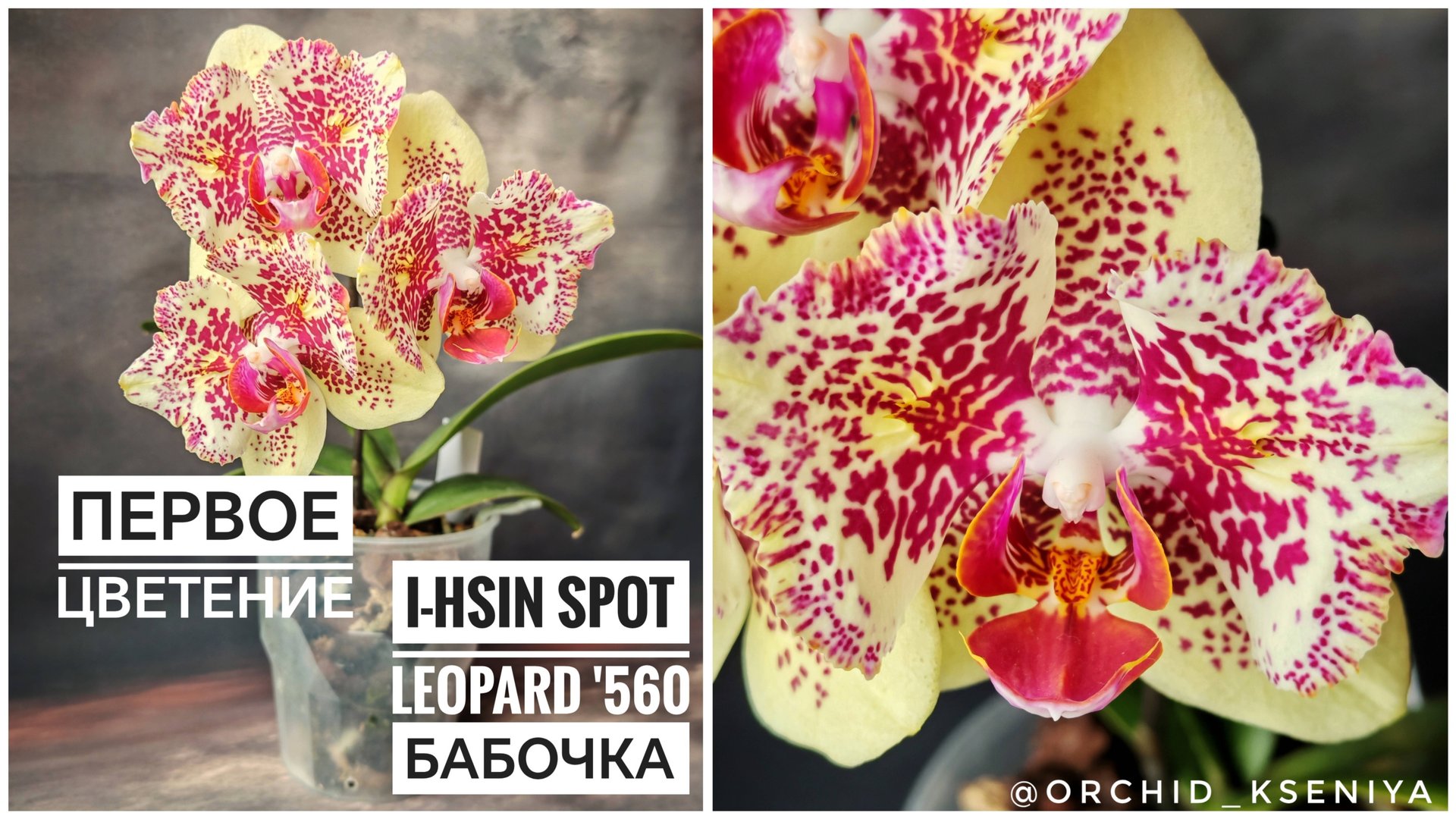 Phal. I-HSIN Spot Leopard '560 бабочка 🦋 Первое цветение желтой пятнистой орхидеи Спот Леопард '560 смотреть онлайн
