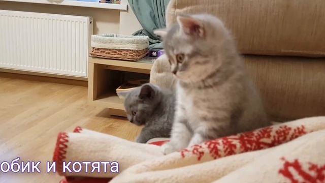 робик и котята. 5 января 2022 г. #технологии #roborocks6 #коты #кот #уборка #мукачево #скотишфолд смотреть онлайн