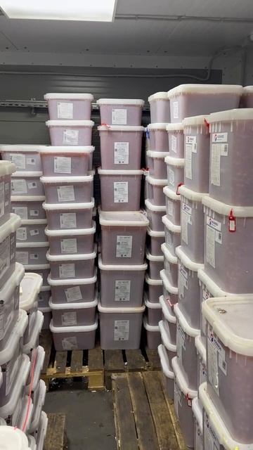 Постоянный отбор только лучшей камчатской икры