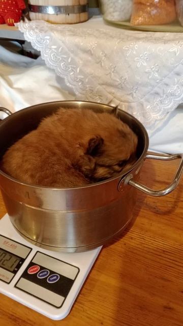 Шпиц мальчик малый