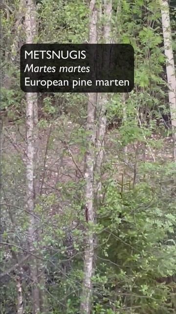 Metsnugis (Martes martes; European pine marten) 🤔 смотреть онлайн