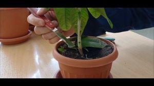 Прививка  лимона, как легко и просто привить лимон дома, лабораторное занятие по плодоводству