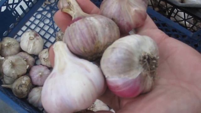 Обзор сортов нашего чеснока. смотреть онлайн