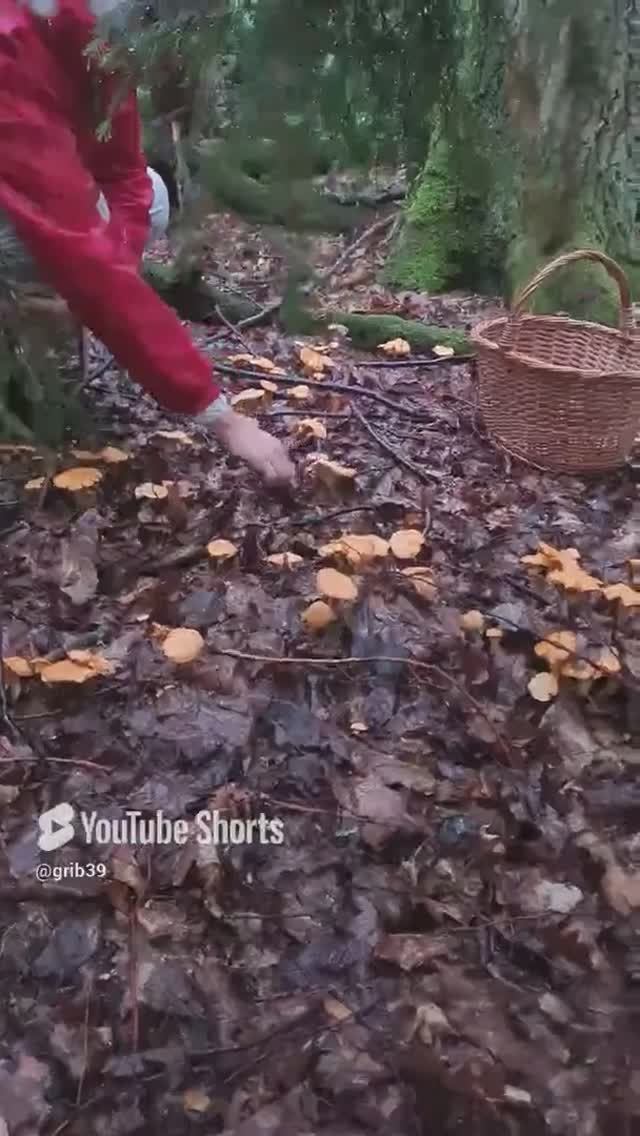 смотрите ГРИБНОЕ ПЯТНО. Утро грибника и дождь в лесу. #shorts смотреть онлайн