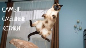 ПРИКОЛЫ С ЖИВОТНЫМИ. Самые Смешные Животные. Смешное видео с котами.