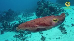 Большой барьерный риф. Анонс. Канал В Мире Животных