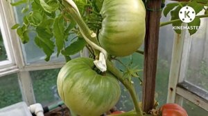 Сибирь. Обзор и дегустация томатов Зураб Кухинидзе и Василиса.