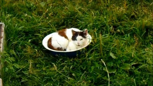 Люлька для кота! смотреть онлайн