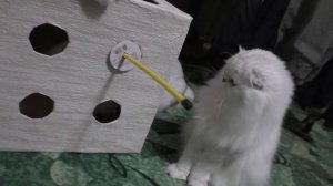 Развивающая игрушка для кошек своими руками