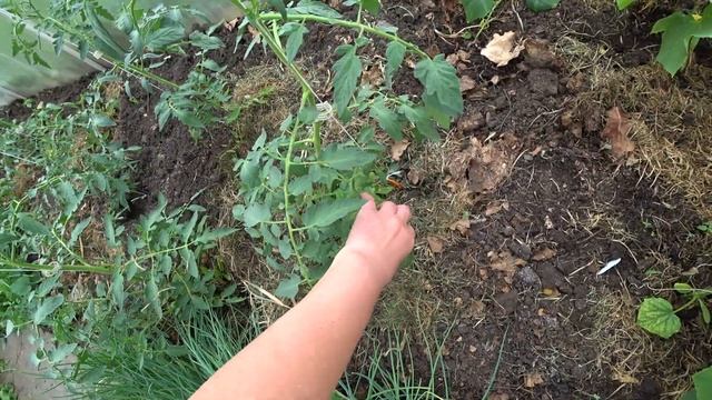 Как я подвязываю томаты и огурцы в теплице смотреть онлайн