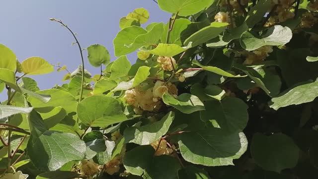 Как цветет киви в Крыму