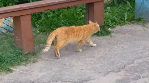 Мишутка. Часть 2