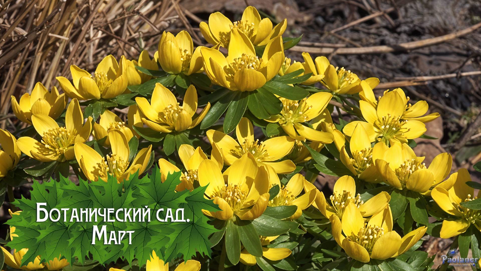 Ботанический сад. Март (2025) смотреть онлайн