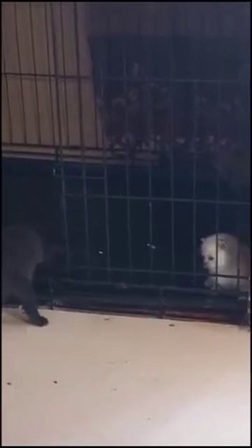 МАНЧКИН . ШКОДНИКИ. НЕ ДАЮТ ПОМЫТЬ ВОЛЬЕР. смотреть онлайн