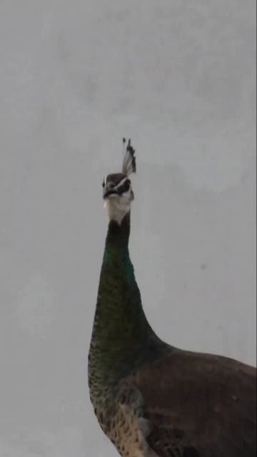 Capturing Peacock From Nikon Coolpix P1000 | Wildlife Photography Tips | Zoom  And Autofocus Test