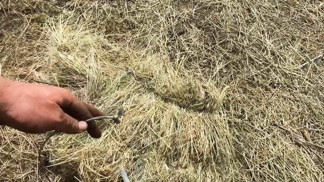 Markant 41. Первое тюкование. Пресс не вяжет. Обговариваем неисправность узловязателя