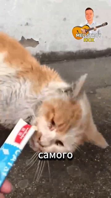 Историю о добродушной девушке, которая любит кормить бездомных кошек. И о их благодарности. смотреть онлайн