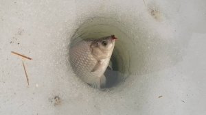 КАРАСЬ ВОРУЕТ УДОЧКУ! Ловля карася со льда! Взял много насадок, а ловят только эти