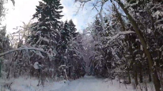 БЕГ С НЕСТАНДАРТНОГО РАКУРСА В СНЕЖНОМ ЛЕСУ смотреть онлайн