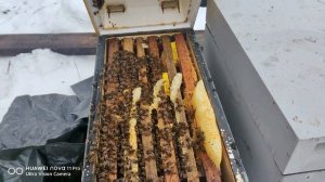 Продажа пчел на выбор в Апреле.