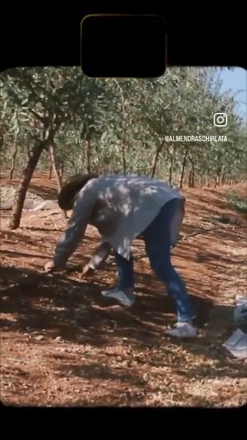 🧑🌾 #agriculturafamiliar recogida de almendras tradicional смотреть онлайн