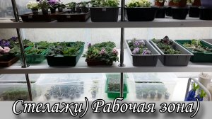 Стелажи с новинками! Рабочая зона)