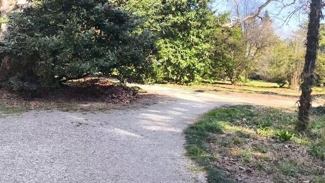 Парк Южных Культур. Адлер. Сириус. Как все расцвело за два дня. смотреть онлайн