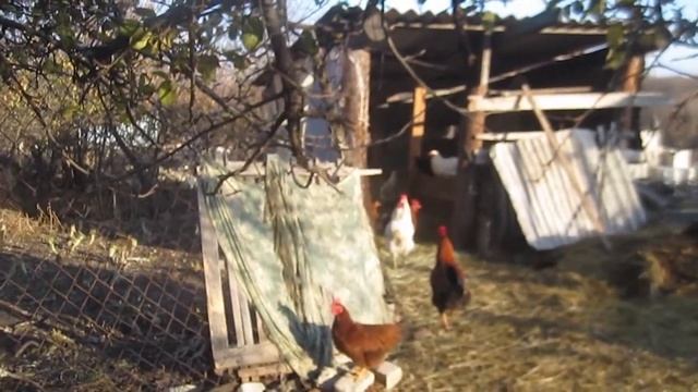 Этот корм повышает яйценоскость у кур и удои у коз. Кормлю домашнюю птицу и коз. смотреть онлайн