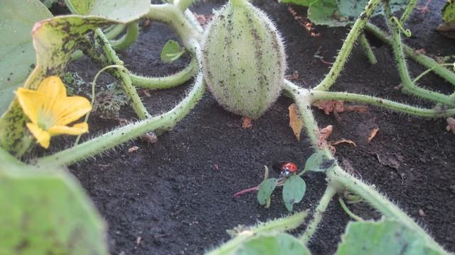 Эко-бахча | Как мы боремся с тлей на бахче. смотреть онлайн