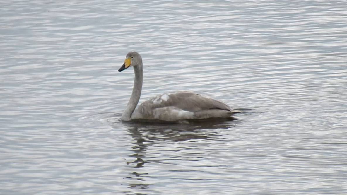 Молодой лебедь-кликун, ещё серенький смотреть онлайн
