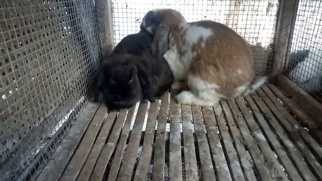 Holland Lop Rabbits Breeding |rabbits Mating|