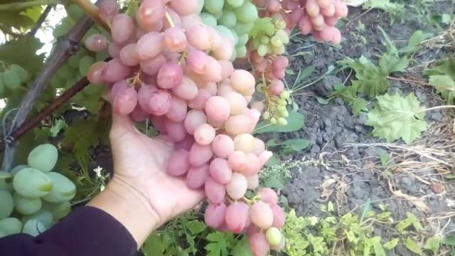 лучик смотреть онлайн