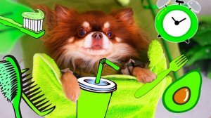 Утро в зелёном цвете глазами собаки блогера — челлендж!