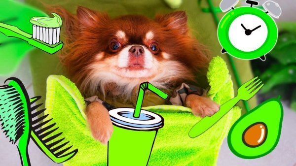 Утро в зелёном цвете глазами собаки блогера — челлендж!