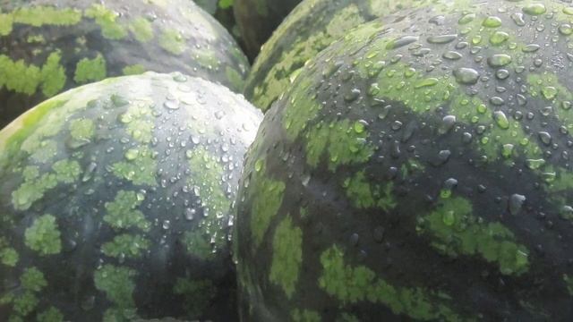 4 сорта АРБУЗОВ, которые мы выбрали для выращивания | РУССКОЕ ПОЛЕ || смотреть онлайн