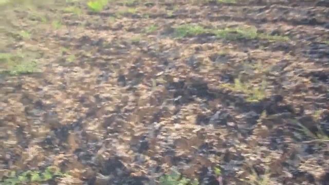 Как выросли арбузы и дыни на 20 июля. смотреть онлайн