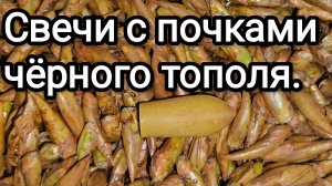 Свечи с почками чёрного тополя.