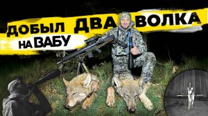 Неожиданно вышел ВТОРОЙ ВОЛК! Охота на волка на вабу в Беларуси. СпектрОптик